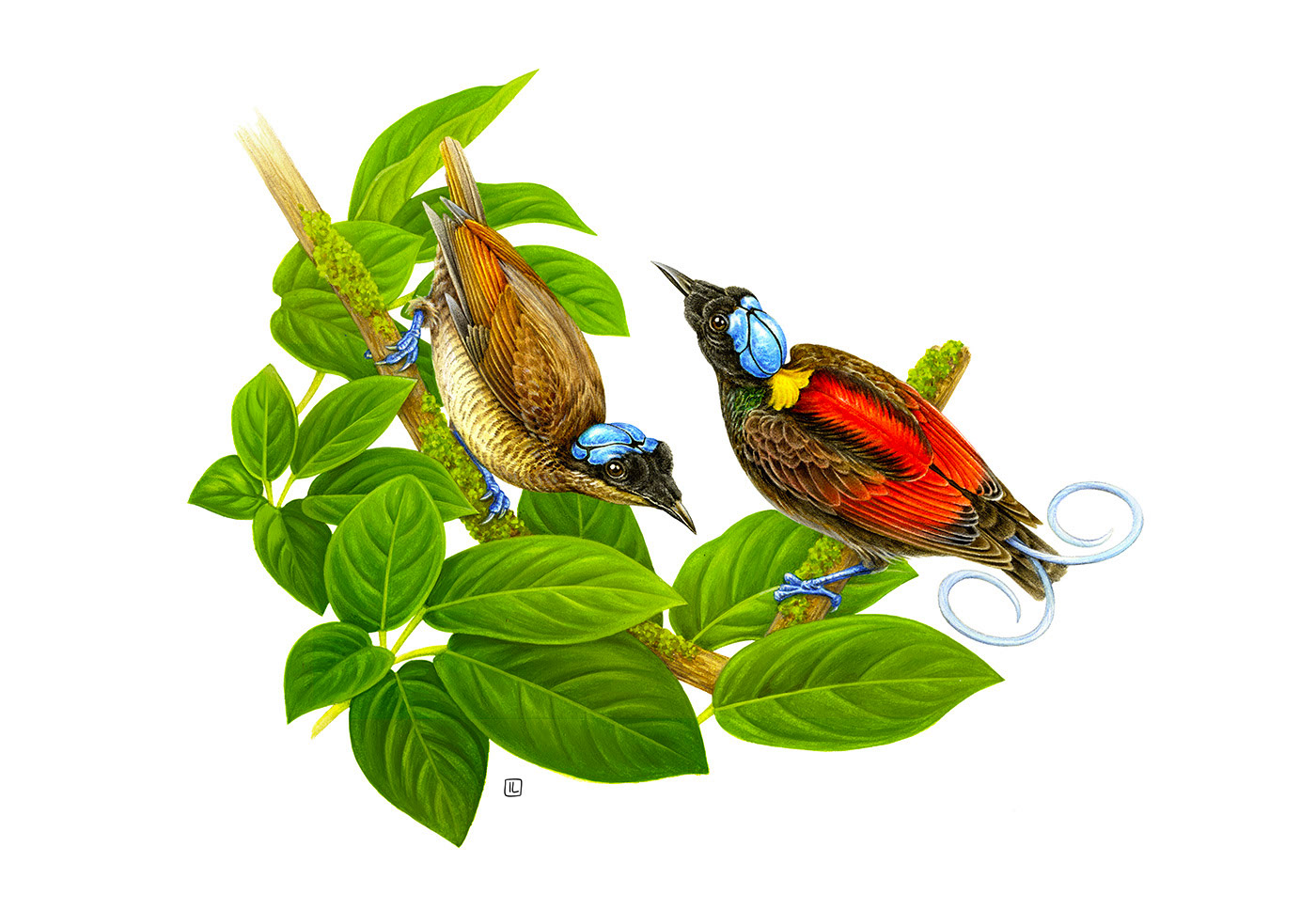 <a href=http://www.edabuilding.com/sheji/chahua/ target=_blank class=infotextkey>宋</a>Irene LaschiL<a href=http://www.edabuilding.com/sheji/chahua/ target=_blank class=infotextkey>宋</a>Ʒ